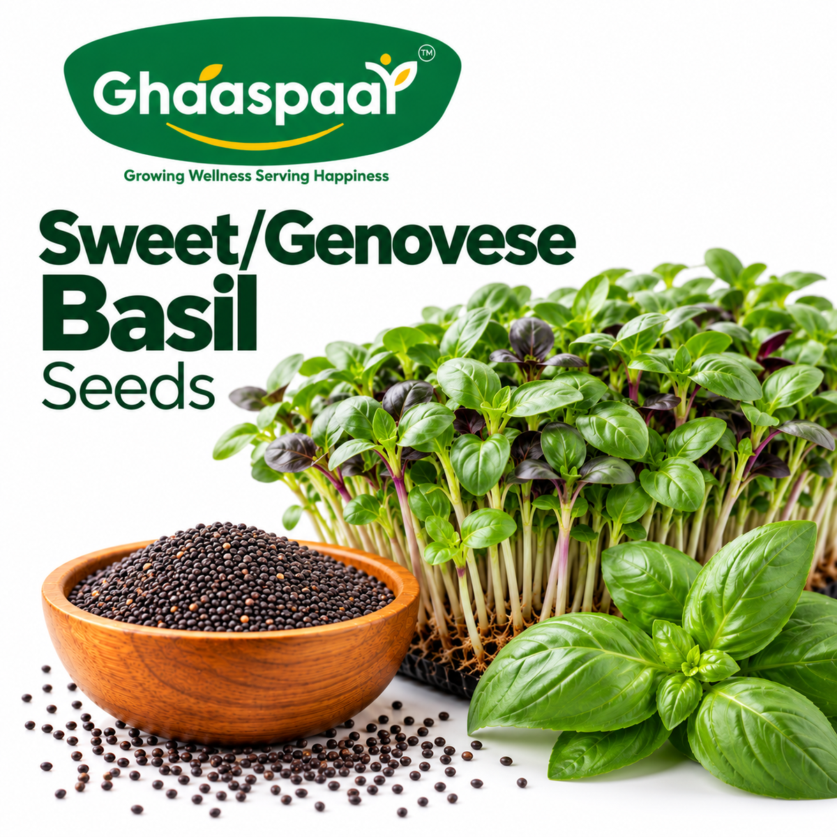 Sweet/Genovese Basil Seeds for Microgreens