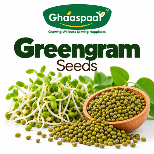 Greengram Seeds for Microgreens