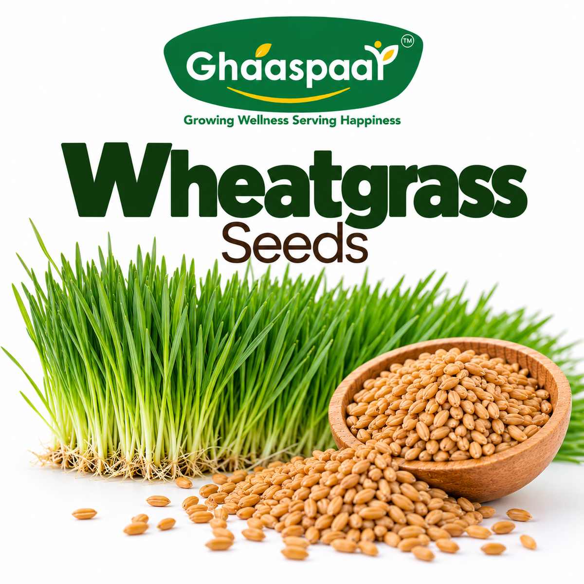 Wheatgrass Seeds for Microgreens