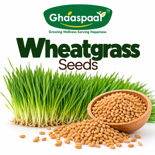 Wheatgrass Seeds for Microgreens