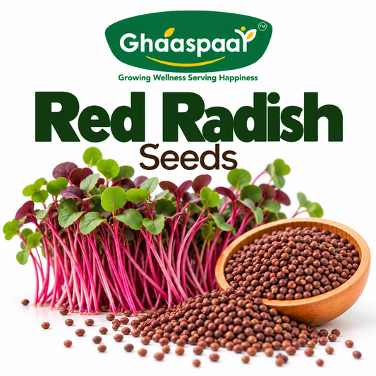 Red Radish Seeds for Microgreens