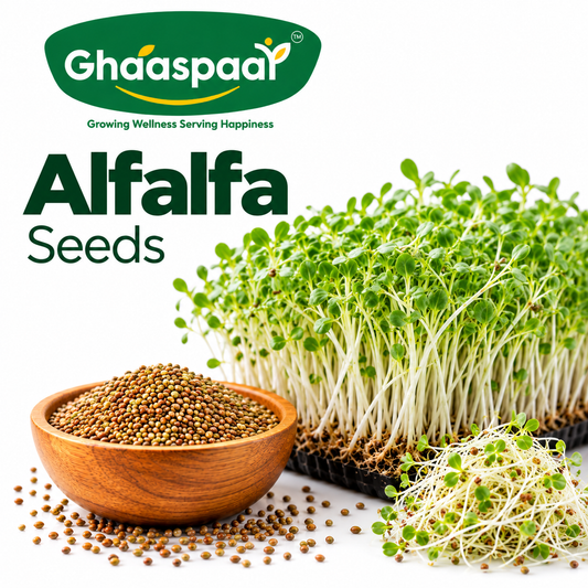 Alfalfa Seeds for Microgreens