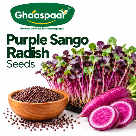 Purple Sango Radish Seeds for Microgreens