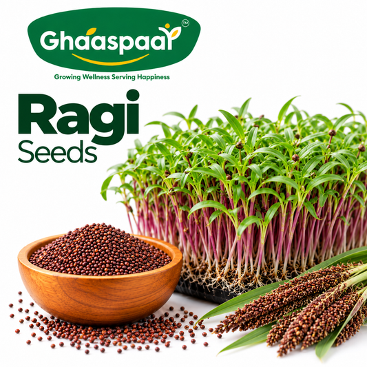 Ragi Seeds for Microgreens