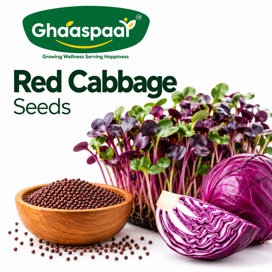 Red Cabbage Seeds for Microgreens
