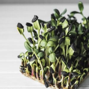 Microgreen Plant on White Table